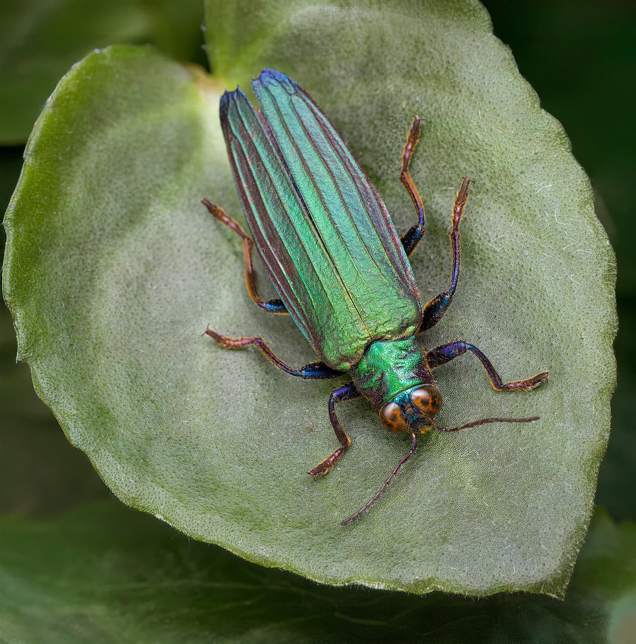 Jewel Beetle