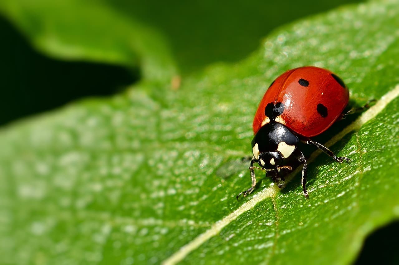 Seven-Spot Ladybird