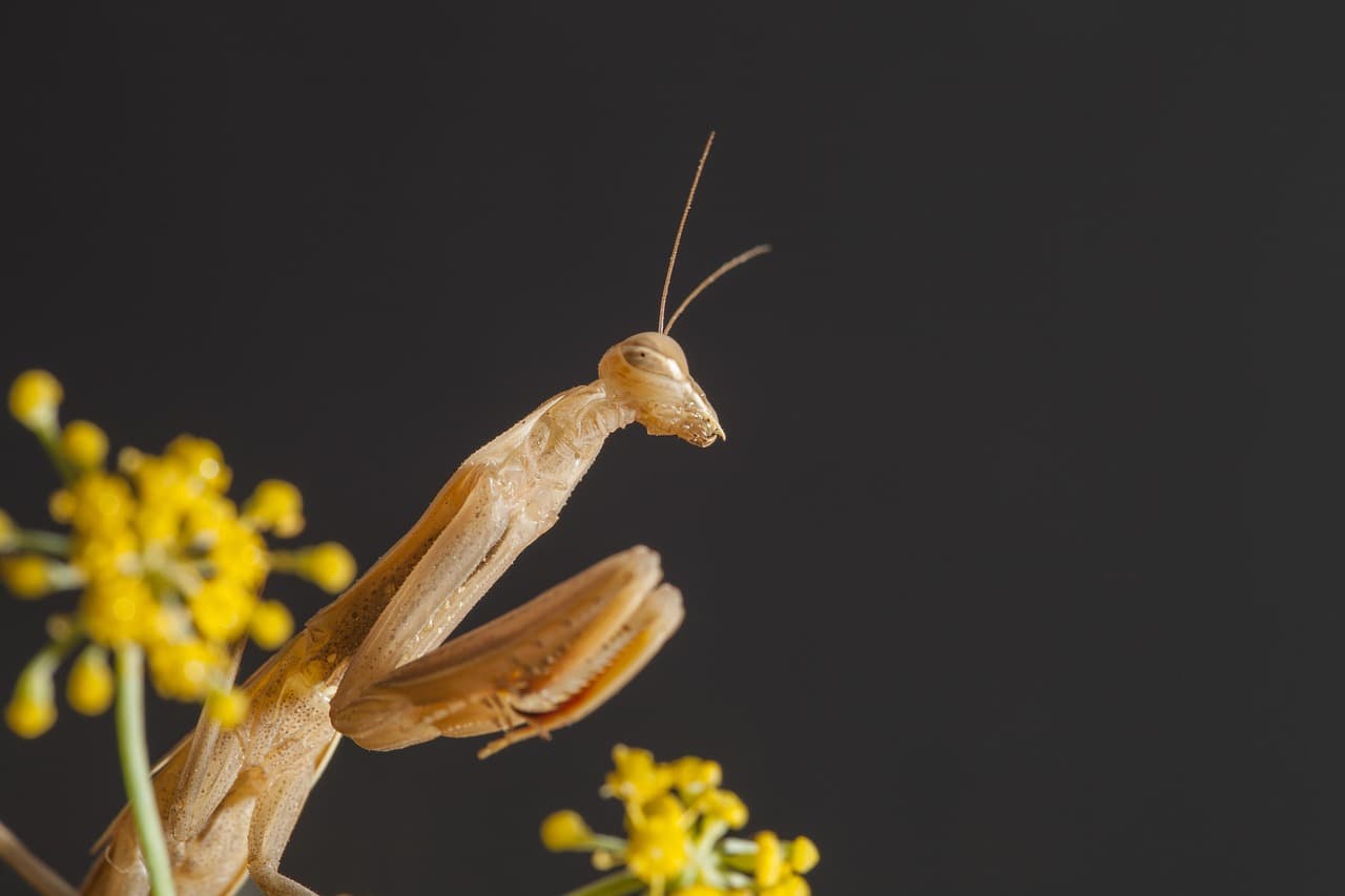 Orchid Mantis