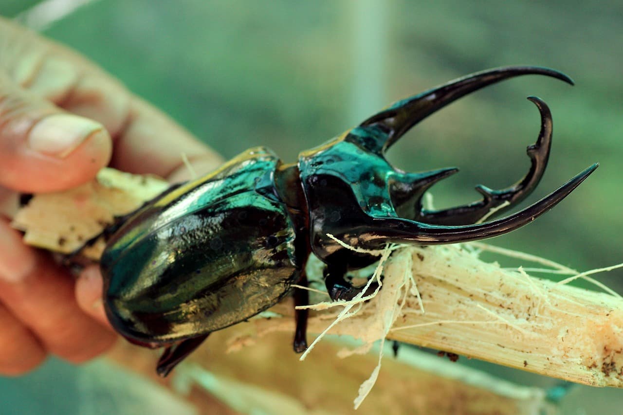 Golden Stag Beetle