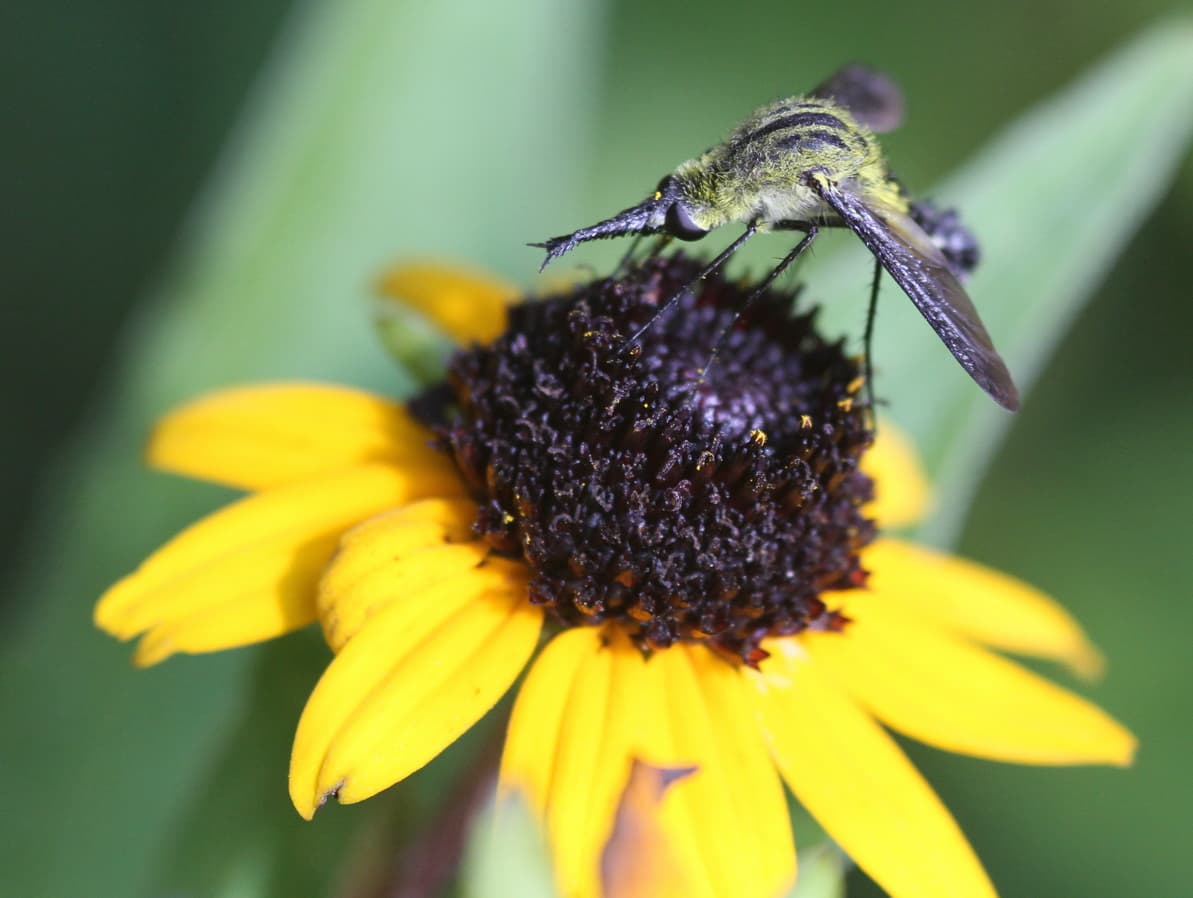 Hunchback Bee Fly